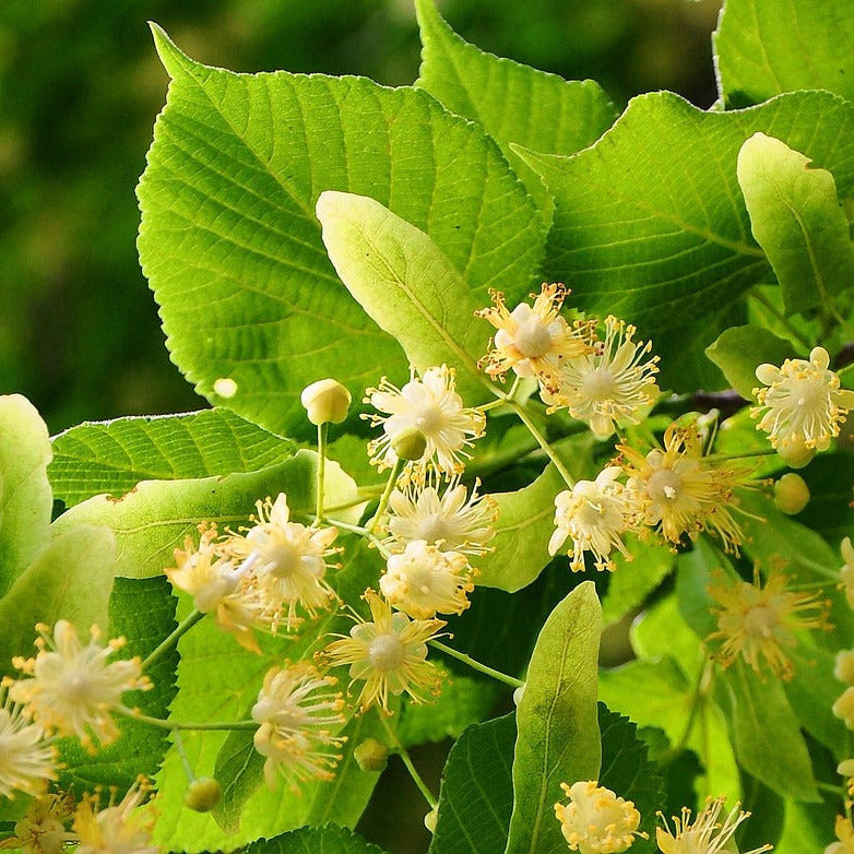 Foto: Jenő Szabó from Pixabay