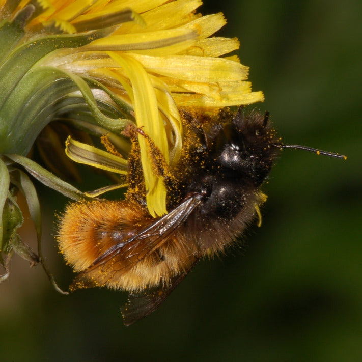 Foto: Fritz Geller-Grimm, CC BY-SA 3.0