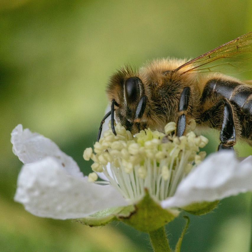 Foto Michael Reinelt from Pixabay