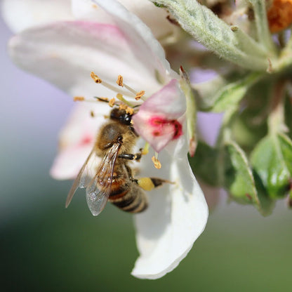 Honigbiene auf einer Apfelblüte im Frühjahr. (Foto: G.C. from Pixabay)