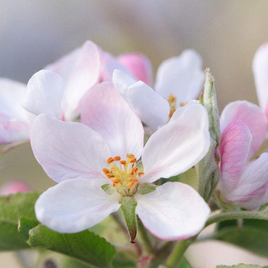 Apfelblüte im Frühjahr als wichtige Bienenweide für die Frühtracht. (Foto: dewdrop157 from Pixabay)