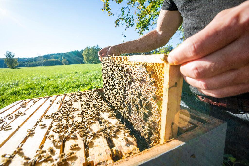 Imker hält eine Bienenwabe