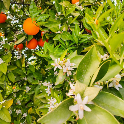 Spanischer Orangenblütenhonig im Glas – heller Honig mit feinem blumigem AromaFoto: Hayffield L, Unsplash 