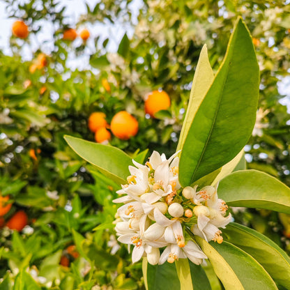Spanischer Orangenblütenhonig im Glas – heller Honig mit feinem blumigem Aroma. Foto: Hayffield L, Unsplash
