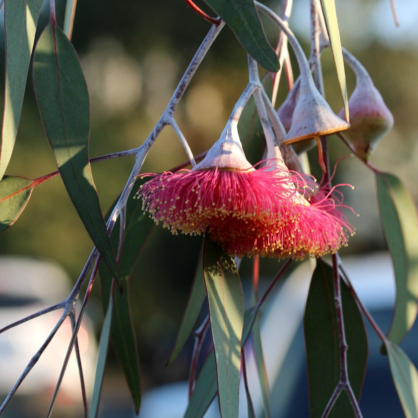 Image by BecBartell, Pixabay