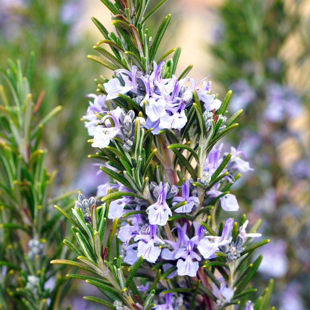 Image by Matthias Böckel, Pixabay